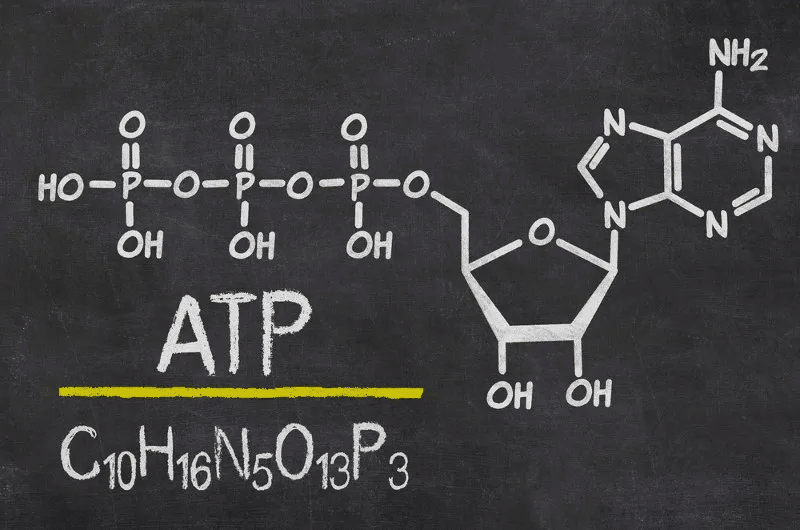 Estrutura molecular do ATP